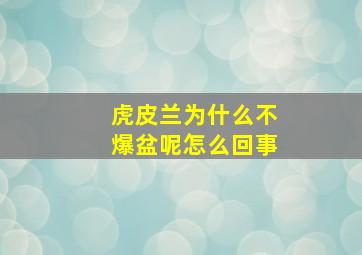 虎皮兰为什么不爆盆呢怎么回事