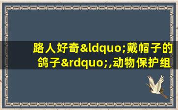 路人好奇“戴帽子的鸽子”,动物保护组织表示查到底...