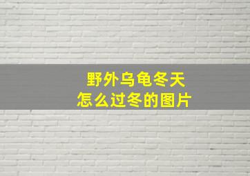 野外乌龟冬天怎么过冬的图片