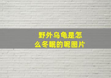 野外乌龟是怎么冬眠的呢图片