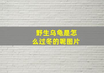 野生乌龟是怎么过冬的呢图片