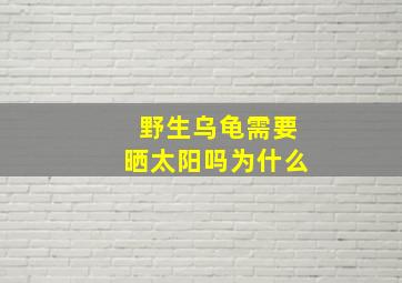 野生乌龟需要晒太阳吗为什么