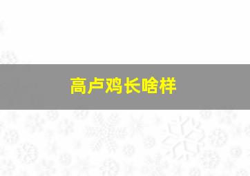 高卢鸡长啥样