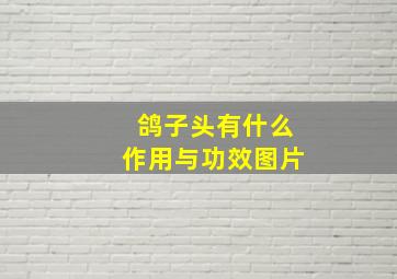 鸽子头有什么作用与功效图片