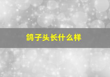 鸽子头长什么样