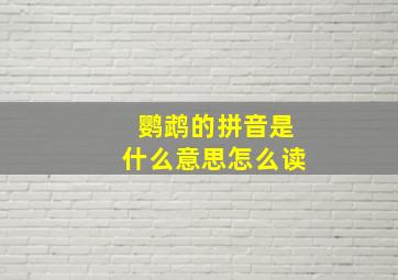 鹦鹉的拼音是什么意思怎么读