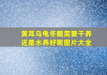 黄耳乌龟冬眠需要干养还是水养好呢图片大全