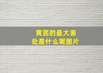 黄芪的最大害处是什么呢图片