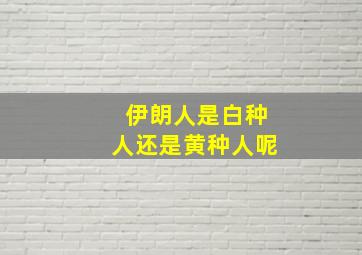 伊朗人是白种人还是黄种人呢