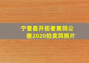 宁晋县开拓者赛鸽公棚2020拍卖鸽照片