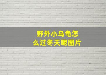 野外小乌龟怎么过冬天呢图片